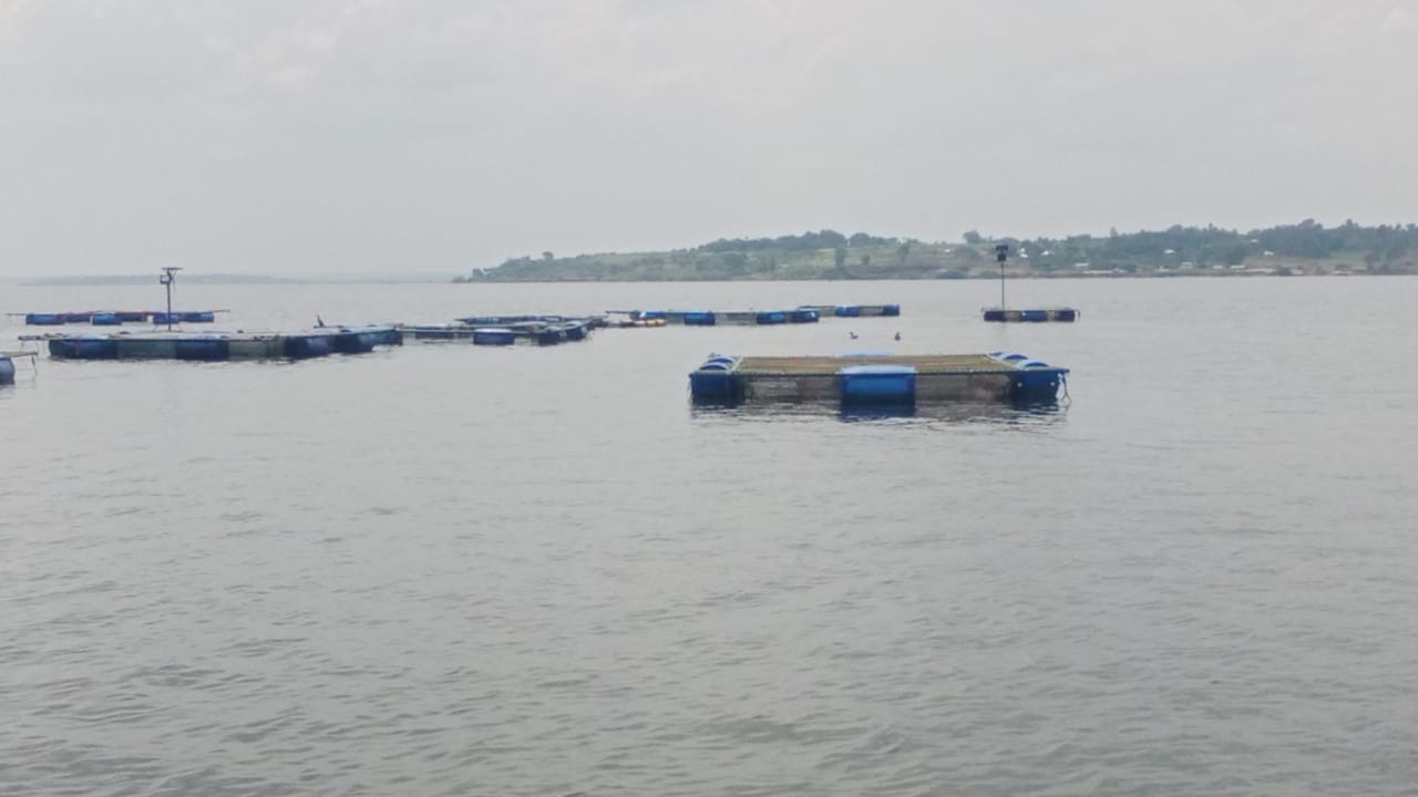 Fish farming