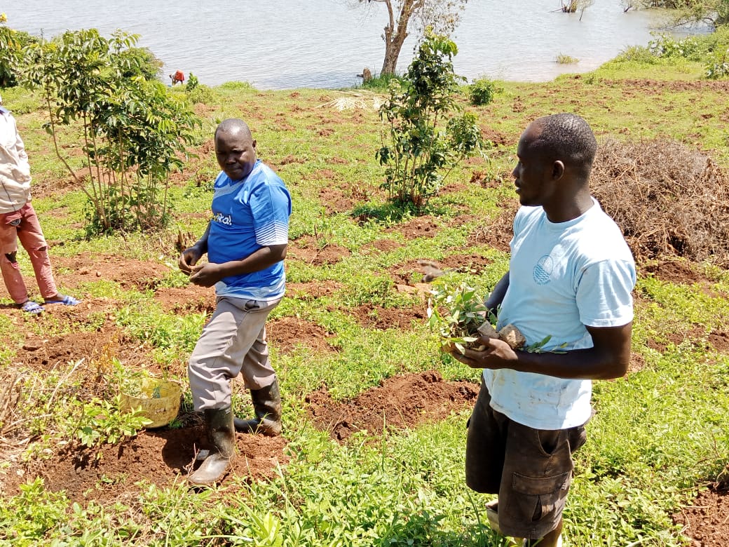 Tree planting